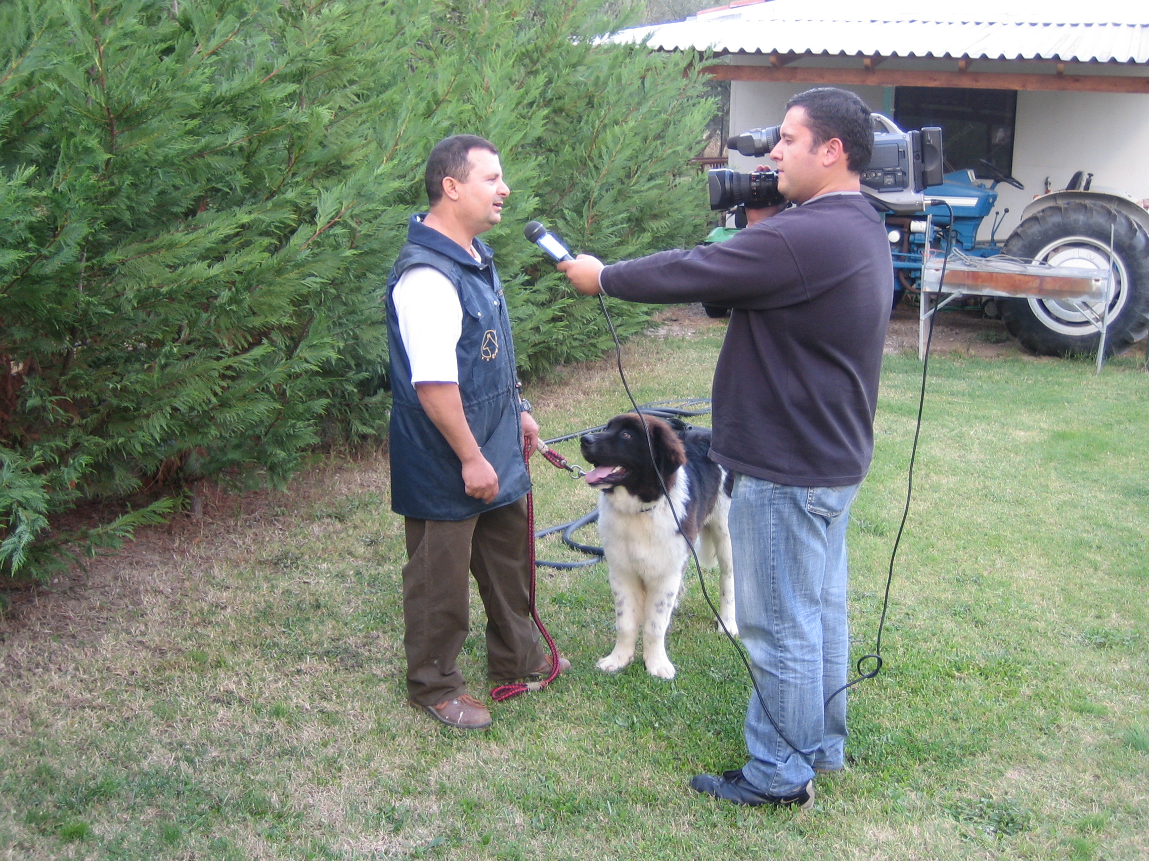 Newfoundlands 005.jpg